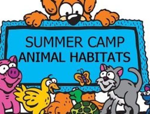 School Summer Camp 2019 — “Habitats Around The World”